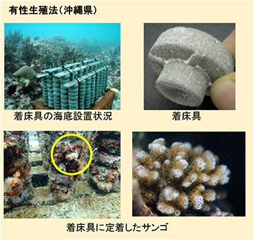 サンゴ移植工法